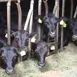 Gospodarstwo agroturystyczne Hof Heiderich Oberzent
